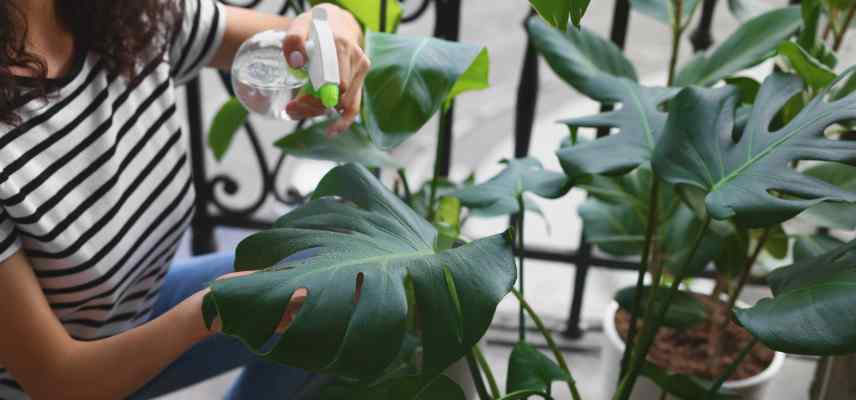 brumisation Monstera quand comment