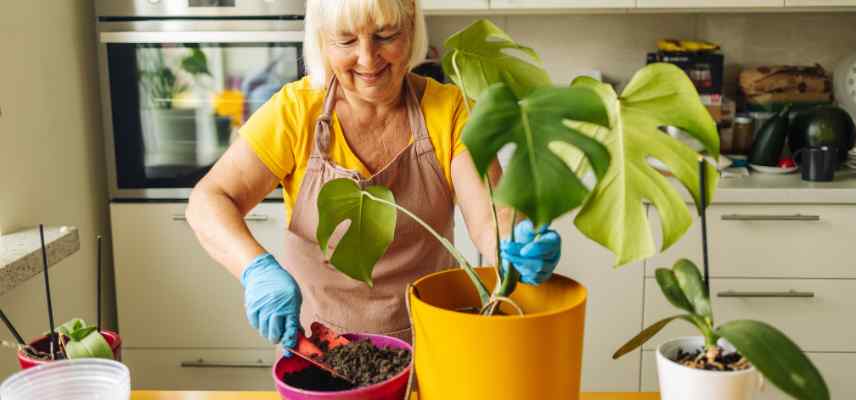 soin a apporter au Mosntera au printemps