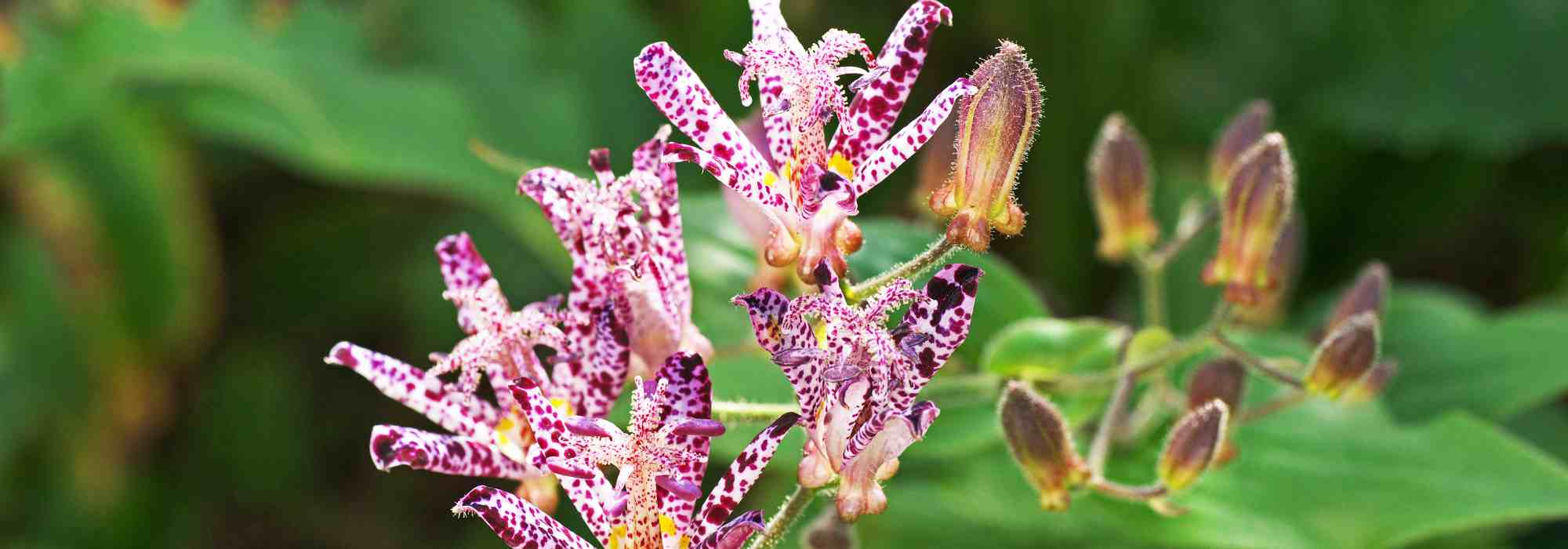 Les plantes à floraison mouchetée