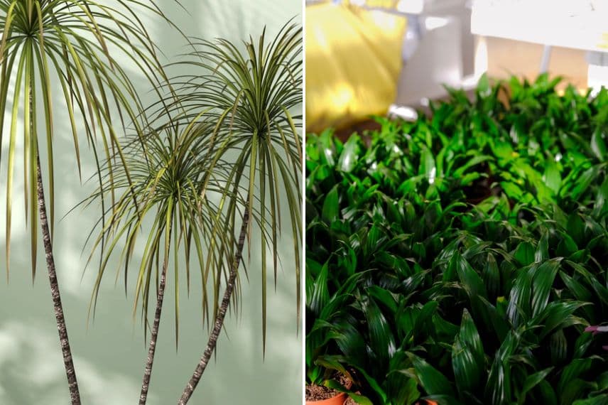 Dracaena 'marginata' et compacta