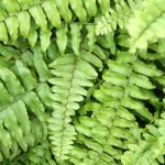 Fougère de Boston (Nephrolepis) : son entretien au fil des saisons