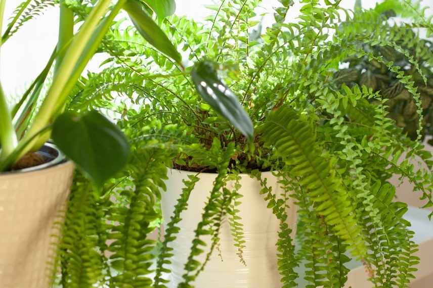 fougère de boston luminosité