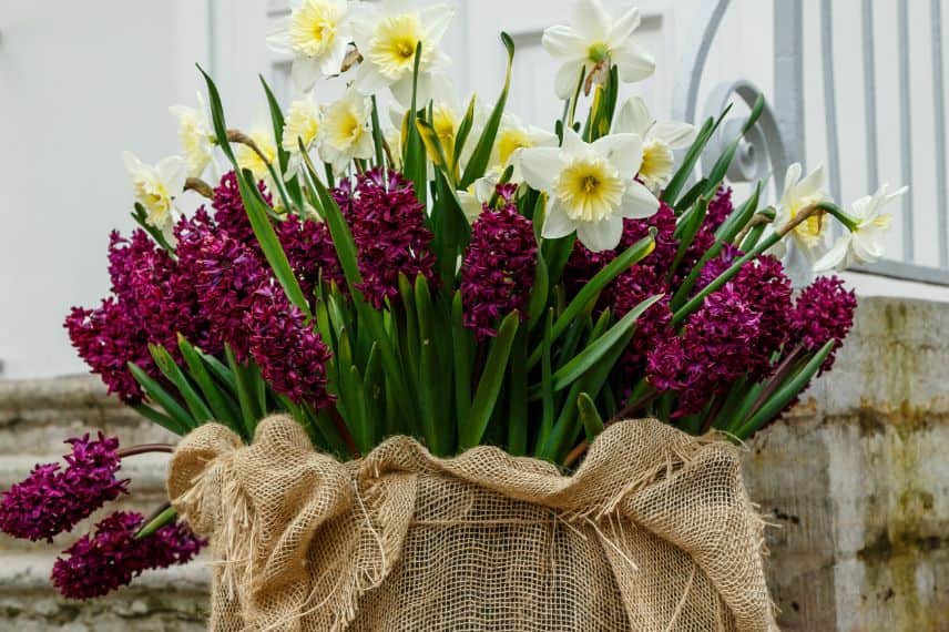 un panier de jacinthes et de narcisses