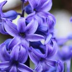 Les variétés de jacinthes parfumées à découvrir