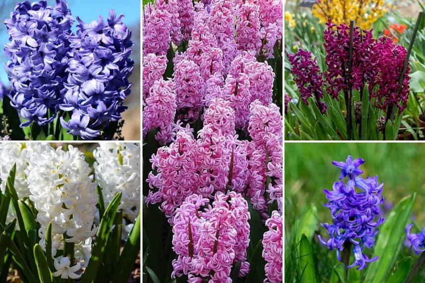 À gauche : jacinthe 'Delft Blue' et 'Carnegie' ; au milieu : jacinthe 'fondant' ; à droite : 'Woodstock' et 'Blue Pearl'.