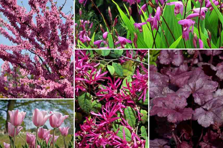 loropetalum massif rose printemps