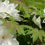 Maladies et parasites des pivoines arbustives