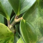 Les maladies et parasites du Peperomia