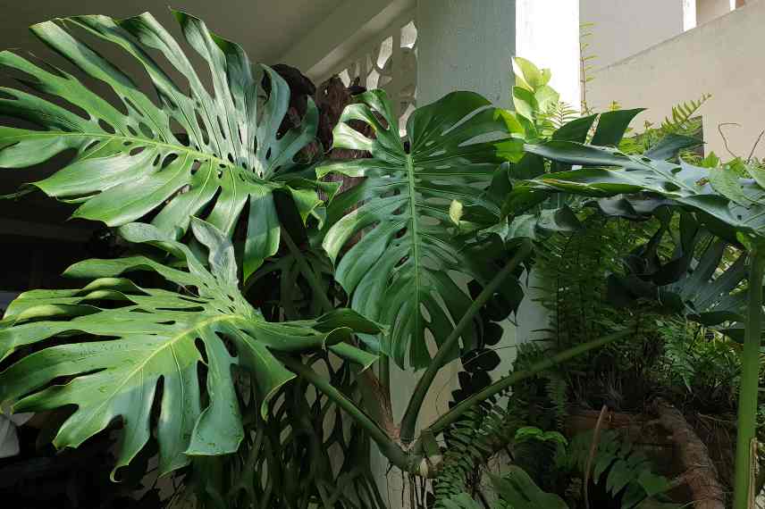 monstera malade quoi faire