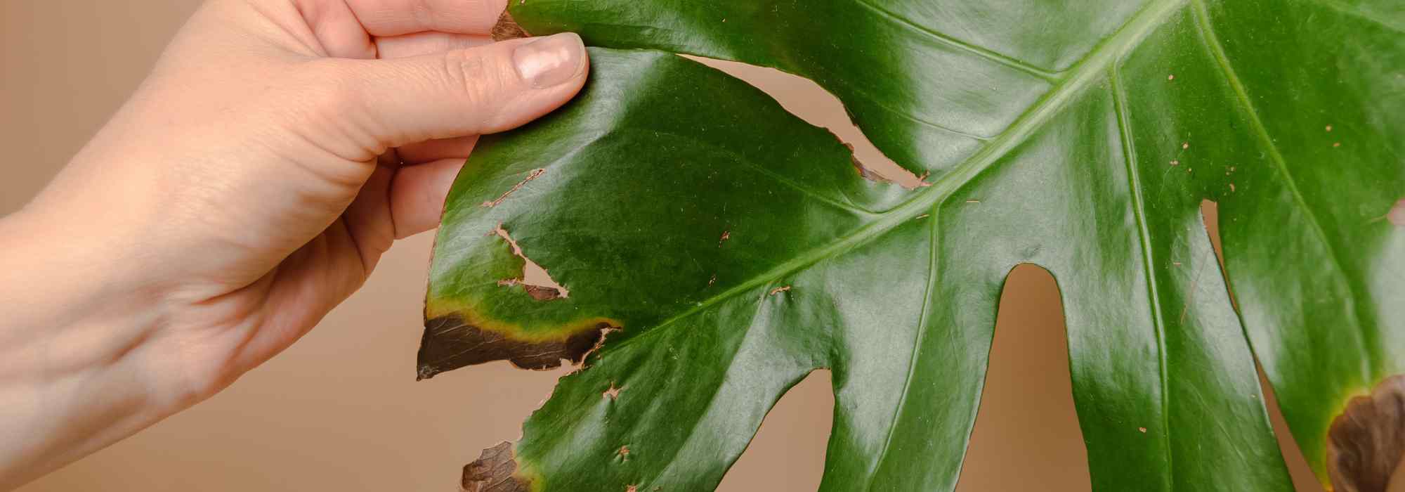 Les maladies et parasites du Monstera