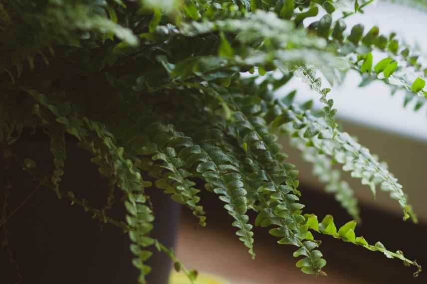 nephrolepis-fougère de boston ravageurs