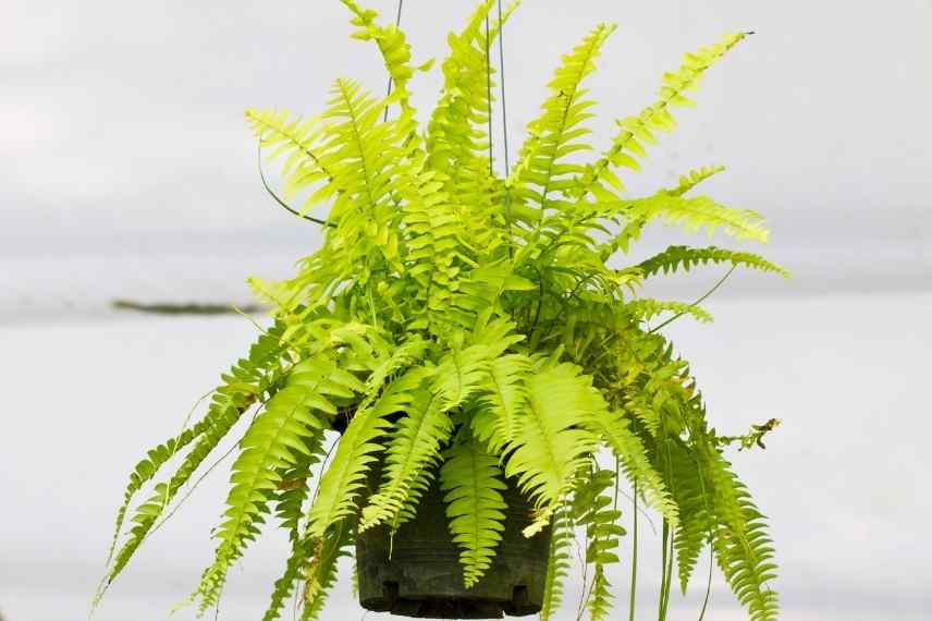 fougère de Boston maladies