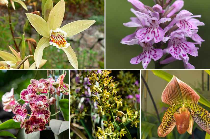 orchidees mouchetees tigrees