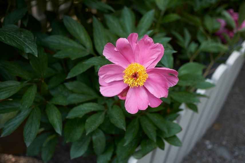 pourquoi ma pivoine arbustive ne fait pas de fleurs ?