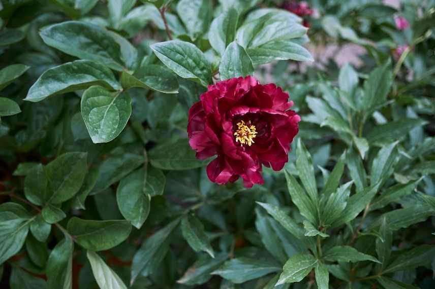 pivoine arbustive : pas de fleurs ! Pourquoi ?