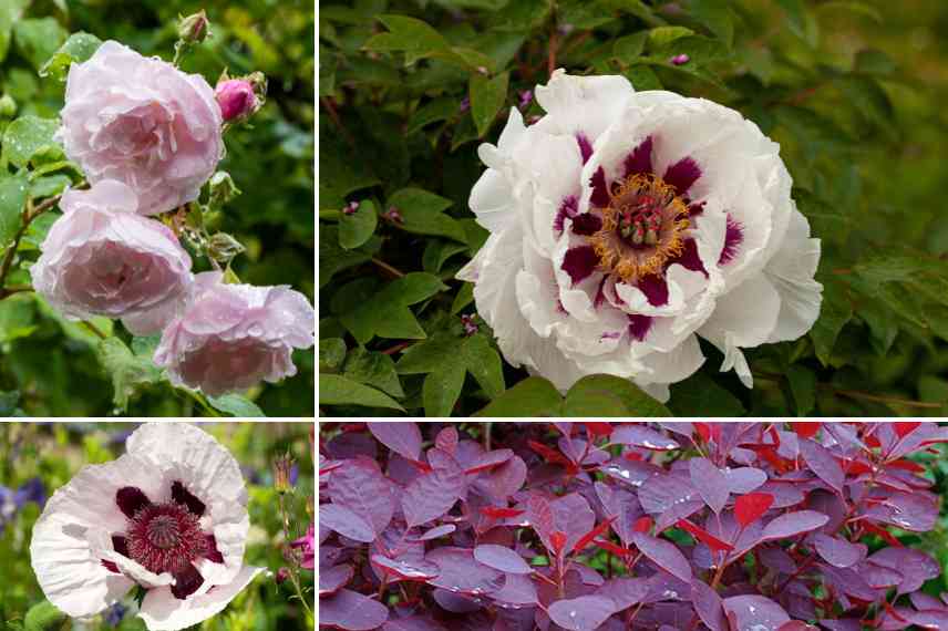 pivoine arbustive blanche association