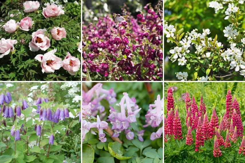 pivoine arbustive mixed border anglais