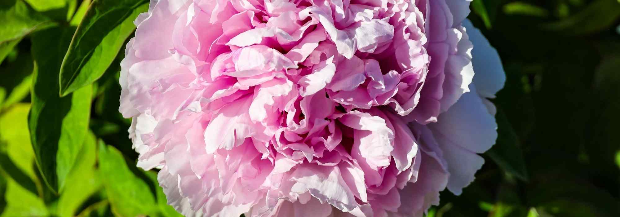 Ma pivoine arbustive ne fleurit pas. Pourquoi ?