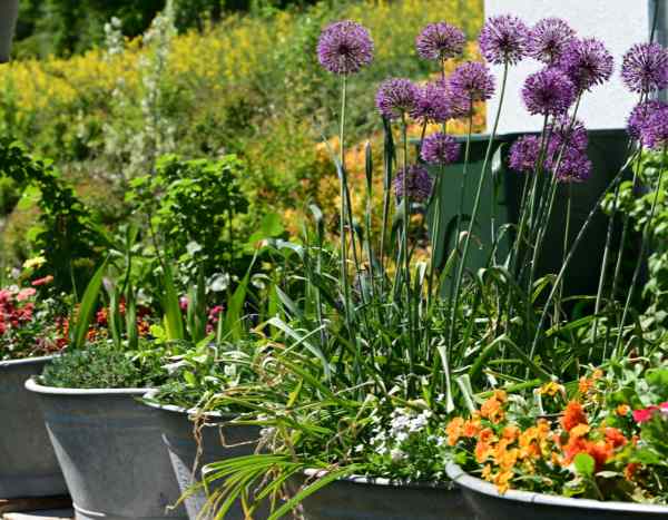 Comment planter des alliums en pot ou en jardinière ?