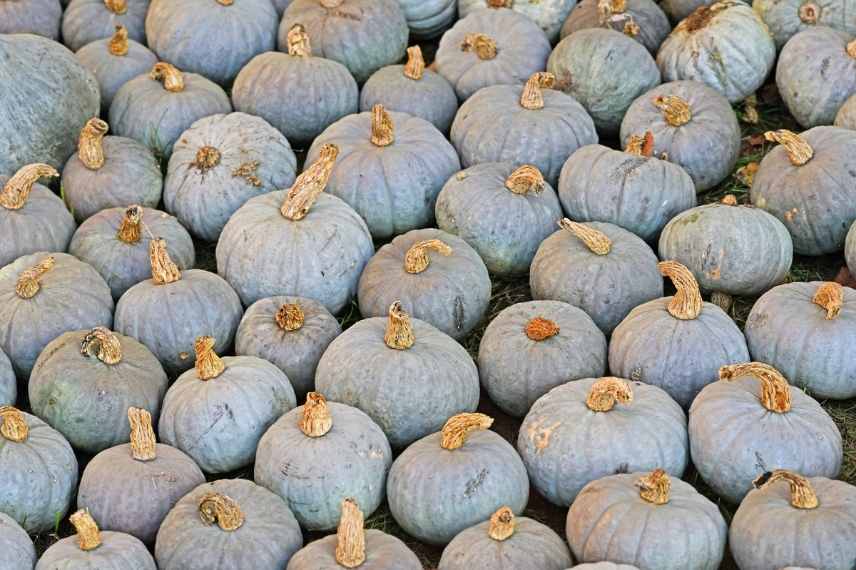 culture du potimarron