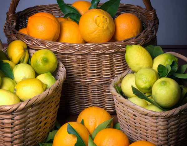 Comment récolter et conserver les agrumes ?