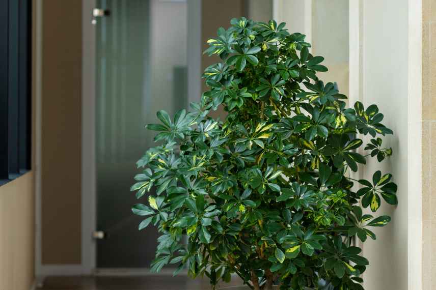 schefflera maladies