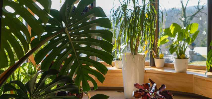 entretien Monstera en ete