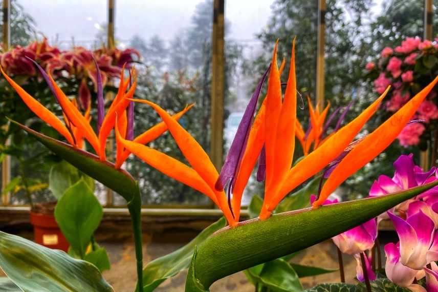 pourquoi mon strelitzia ne fleurit pas ?