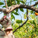 Taille de l'oranger : quand, comment ?