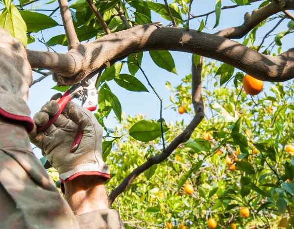Taille de l'oranger : quand, comment ?