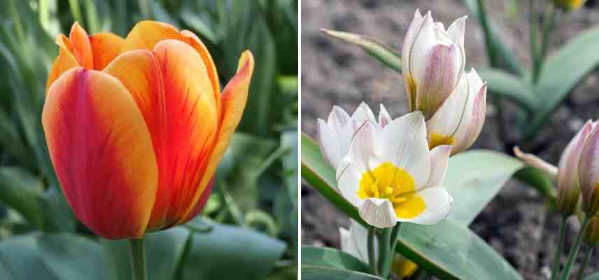 tulipes bicolores feuillage panache