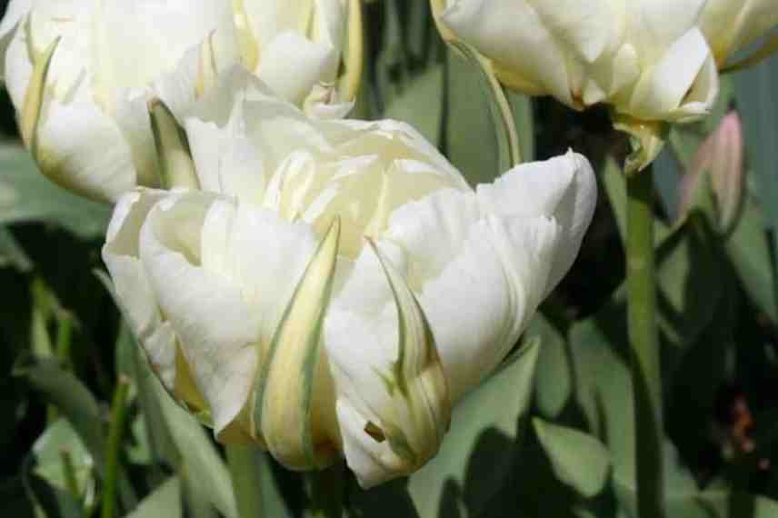 tulipes blanches hatives