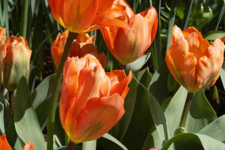 tulipes precoces choisir