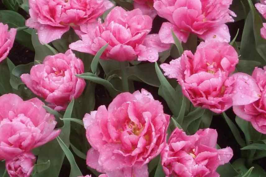 quelles tulipes sont precoces