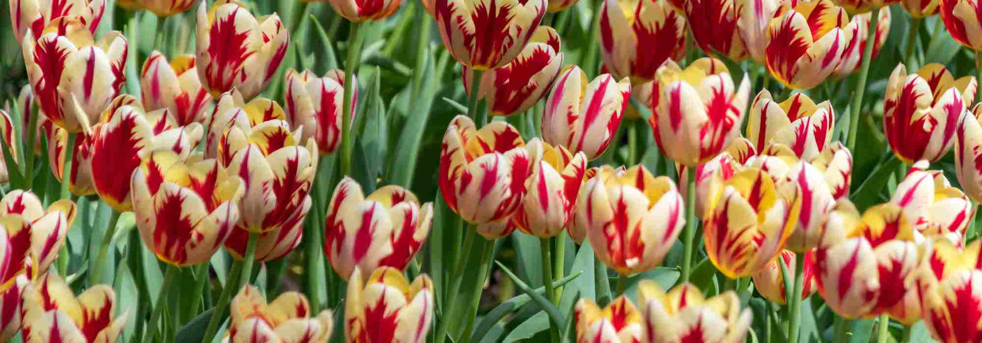 Comment choisir des tulipes bicolores pour une floraison éclatante au printemps ?
