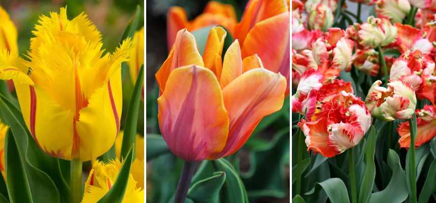 tulipes bicolores couleurs chaudes