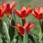 Comment choisir des tulipes hâtives pour une floraison précoce au printemps ?