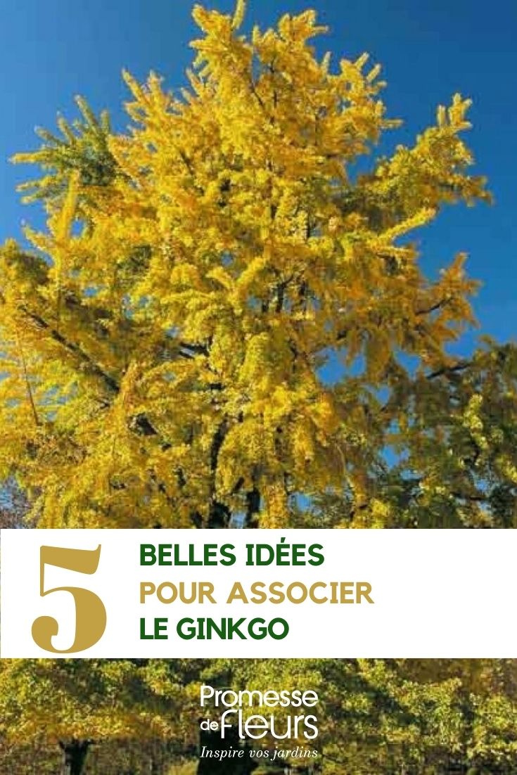 ginkgo associations