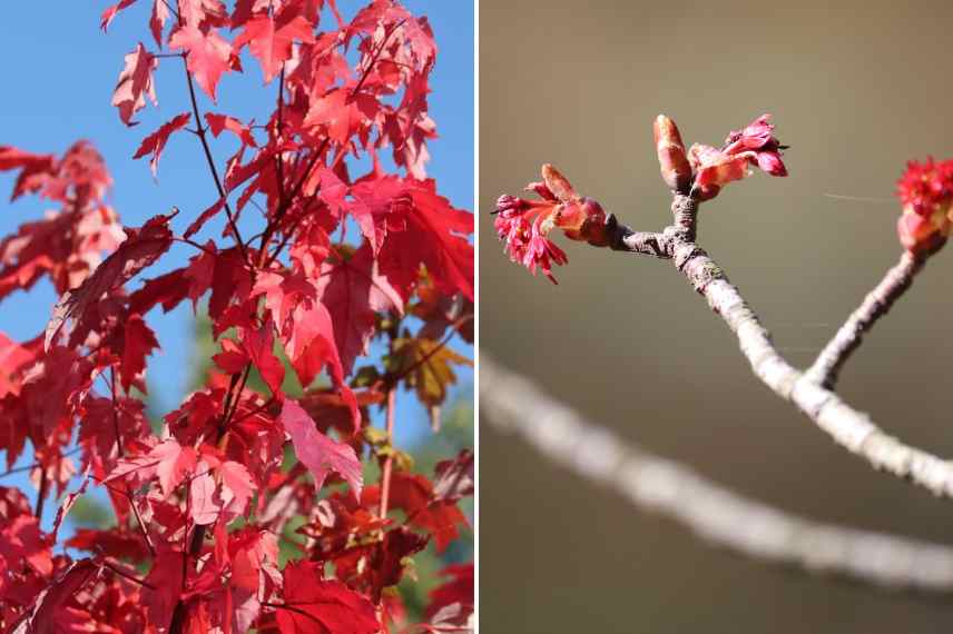 arbres fleurs rouges