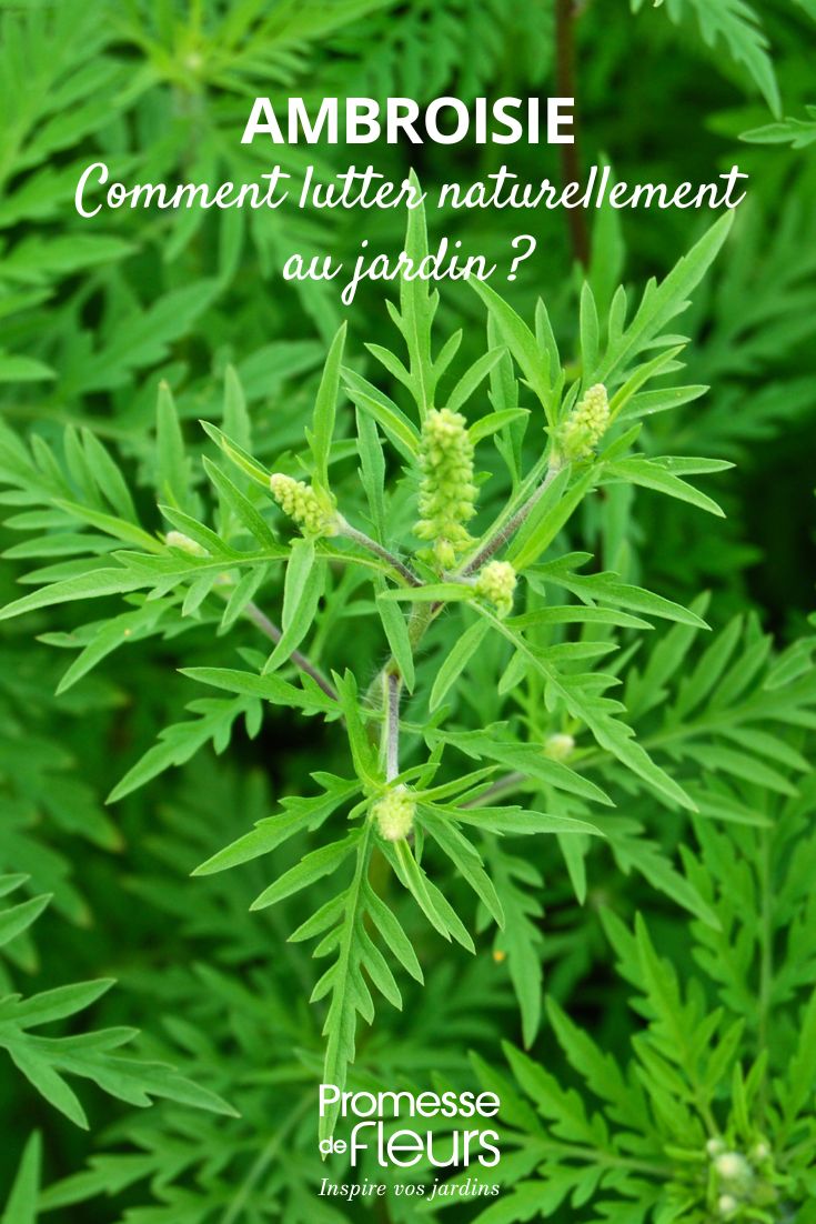 ambroisie, comment s'en débarrasser ?
