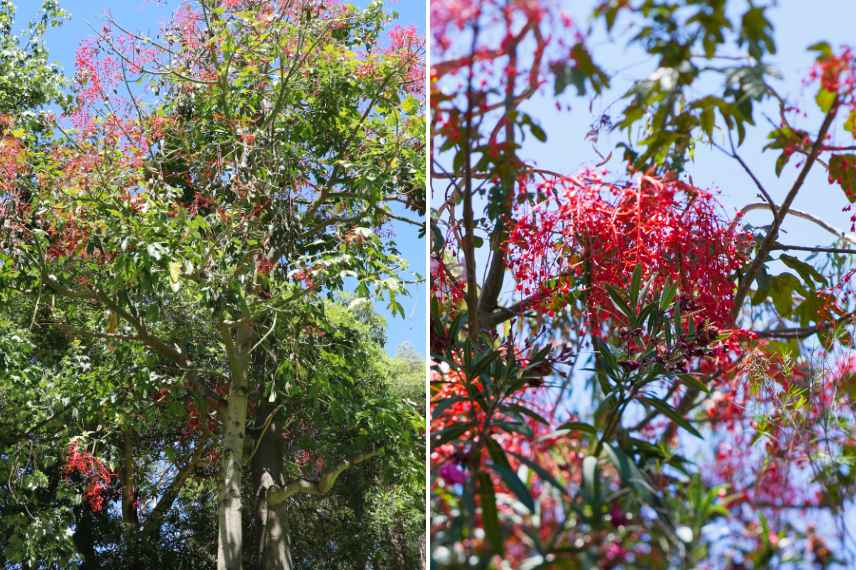 arbres a floraison rouge