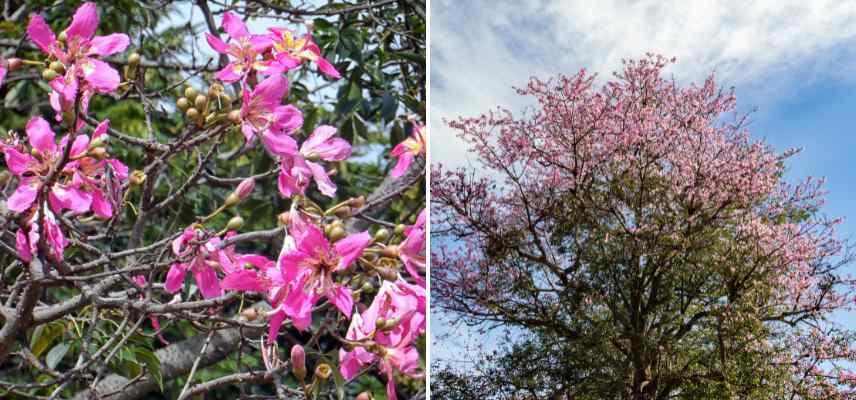 arbres fleurs en automne