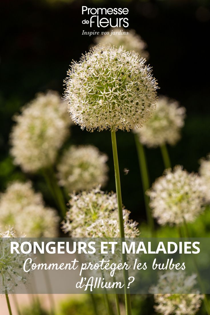 fleurs de bulbes d'alliums