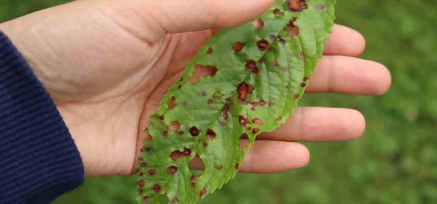 cerisier ornement maladies