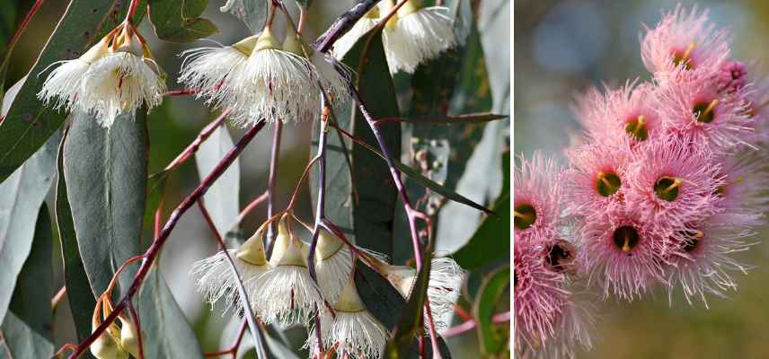 eucalyptus floraison automnale
