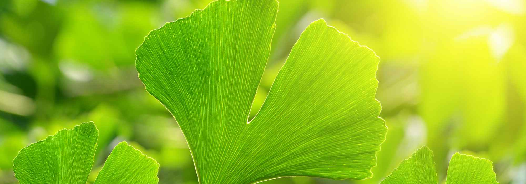 Ginkgo biloba : pourquoi cet arbre fascine tant les jardiniers ?