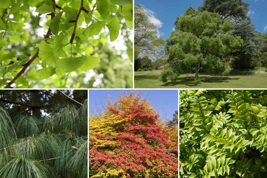 Ginkgo association grand jardin