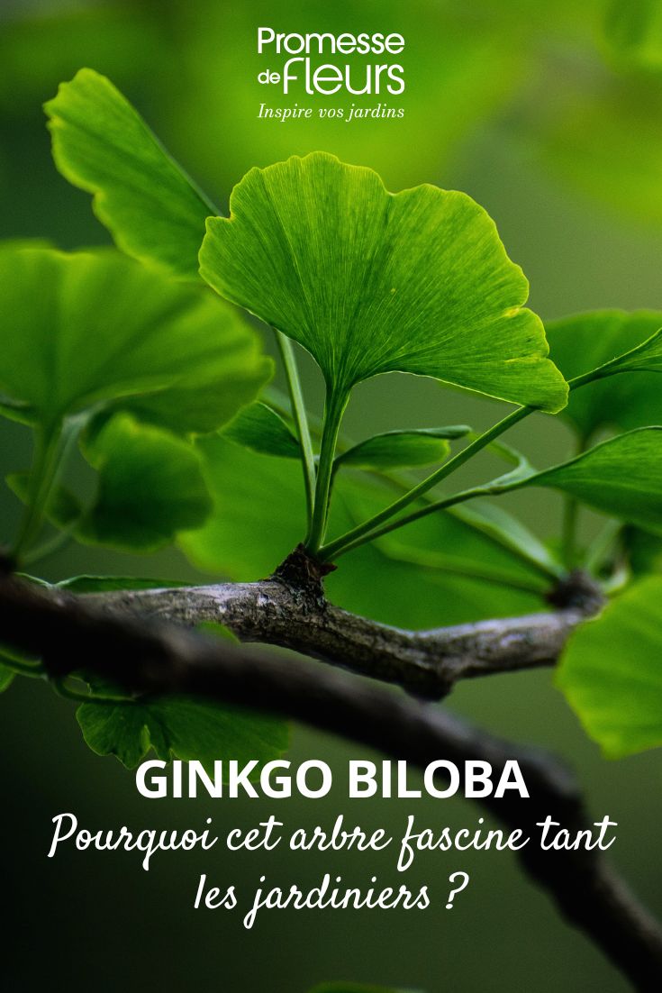 feuille de gingko