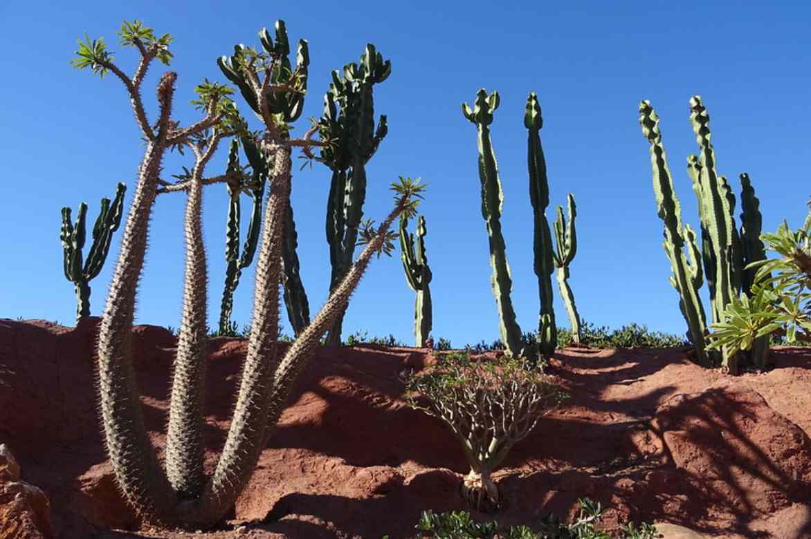 Pachypodium