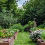 Sol vivant et productivité : comment l'agroforesterie peut révolutionner nos potagers ?